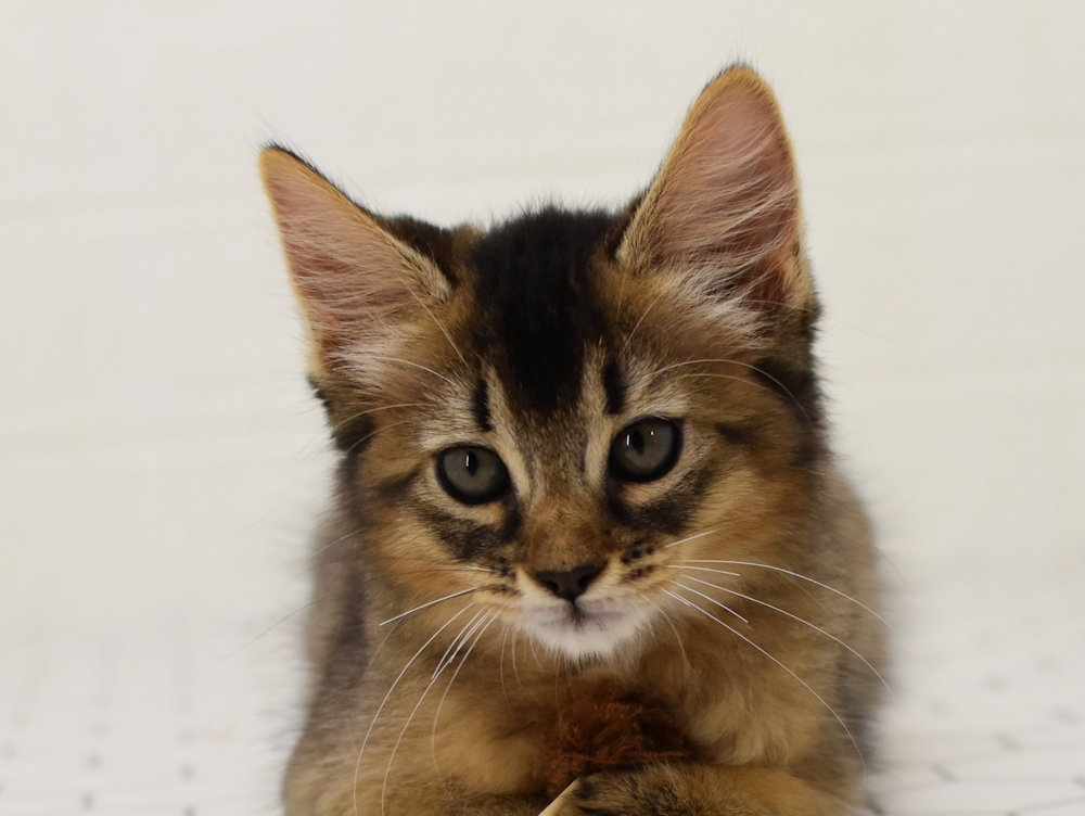 ソマリ　ルディ　めす　（２５年８月１日生れ）